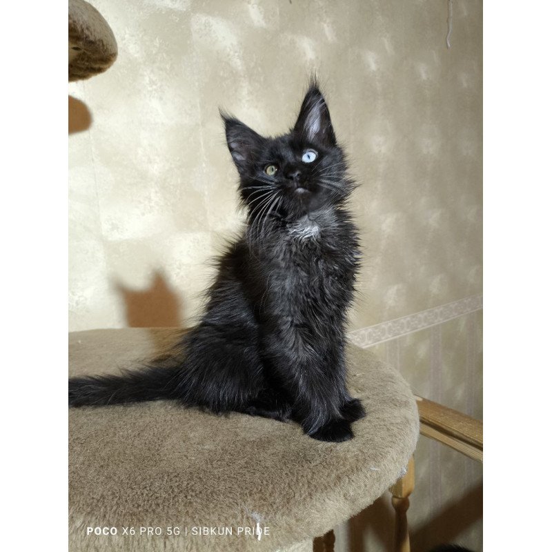 Maine Coon NOV Rona
