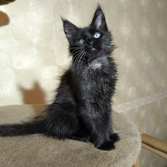 Maine Coon NOV Rona