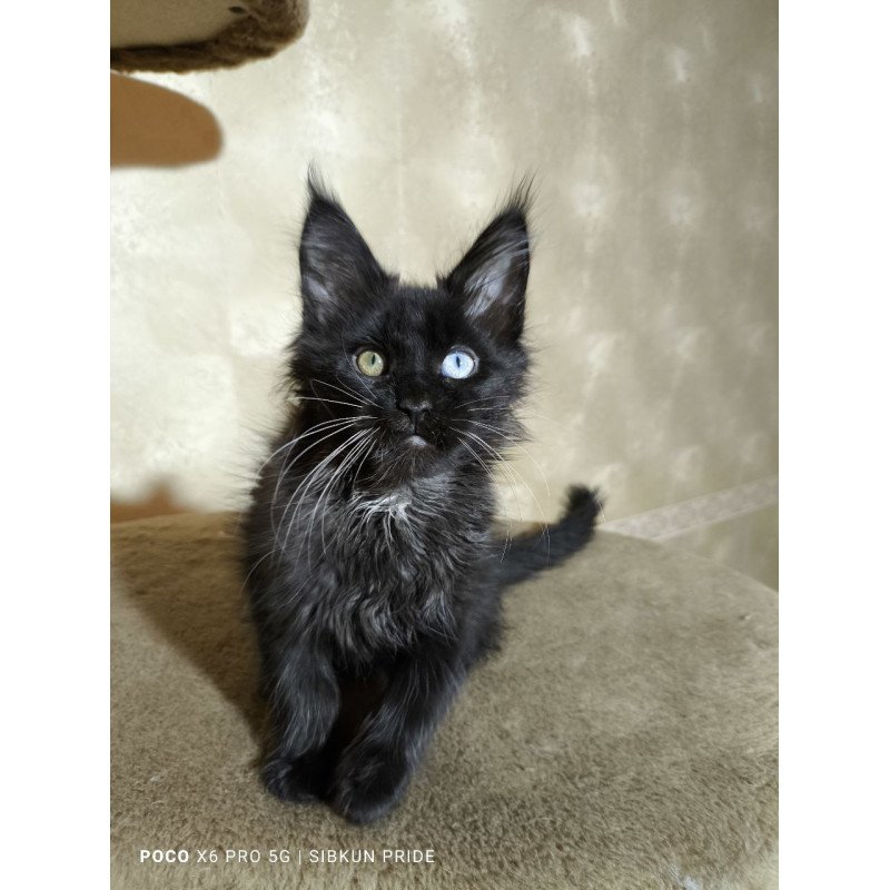 Maine Coon NOV Rona