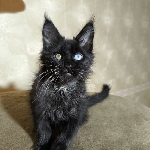 Maine Coon NOV Rona