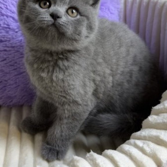 Scottish NY Janet