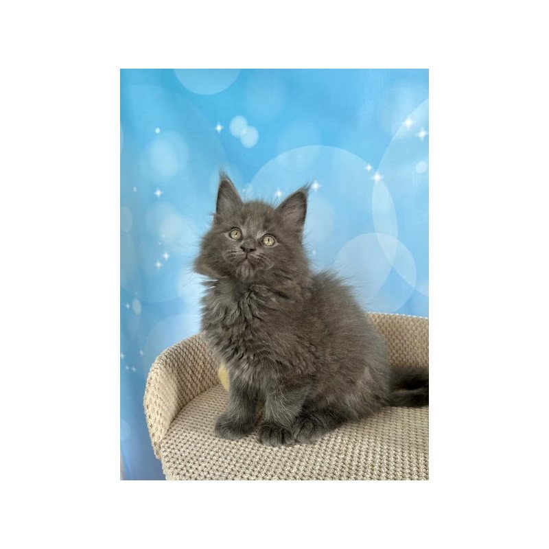 Maine Coon Alva Patrick