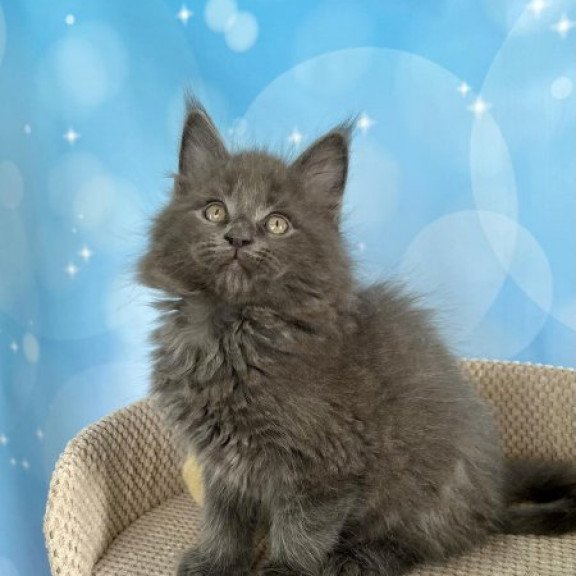 Maine Coon Alva Patrick
