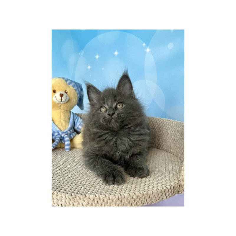 Maine Coon Alva Patrick