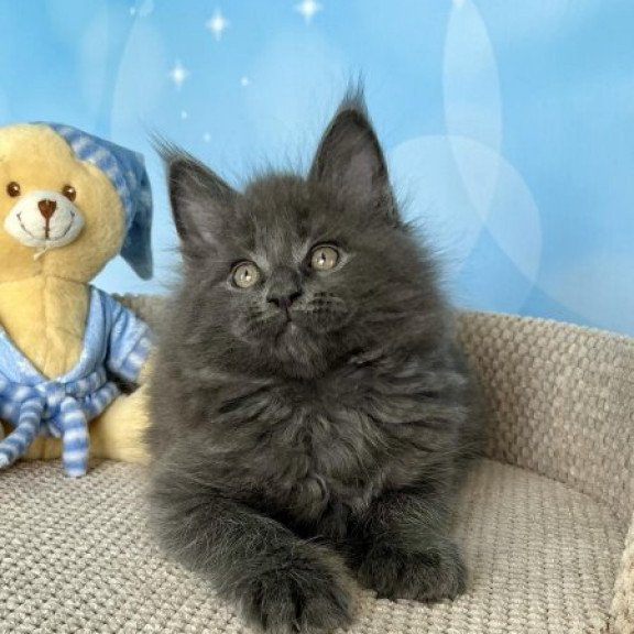 Maine Coon Alva Patrick