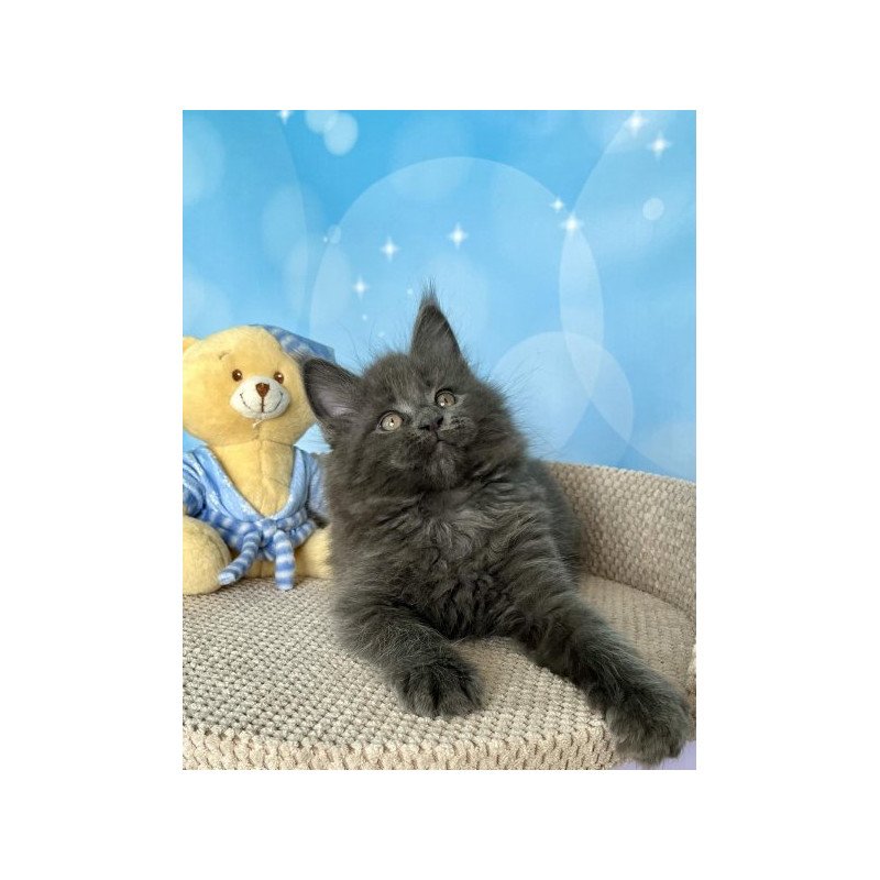 Maine Coon Alva Patrick