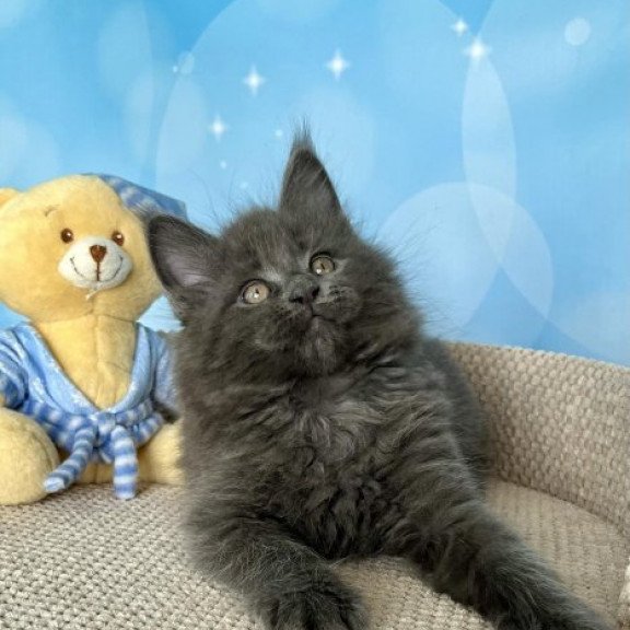 Maine Coon Alva Patrick