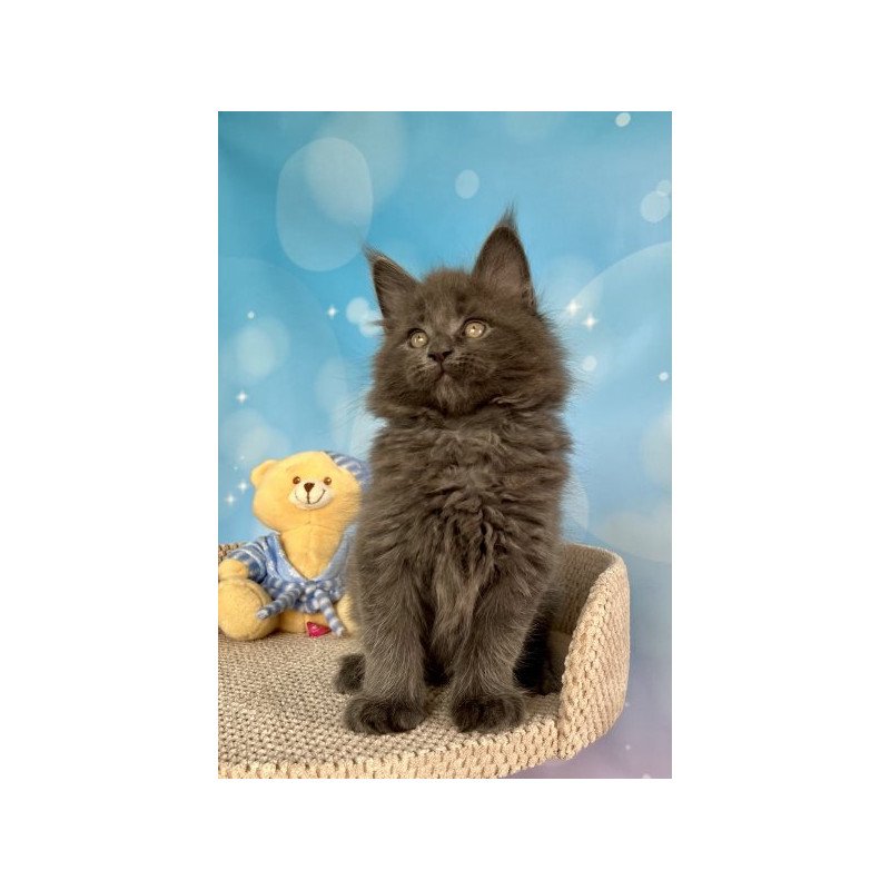 Maine Coon Alva Patrick
