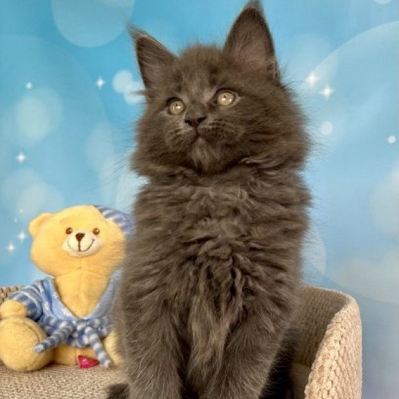 Maine Coon Alva Patrick