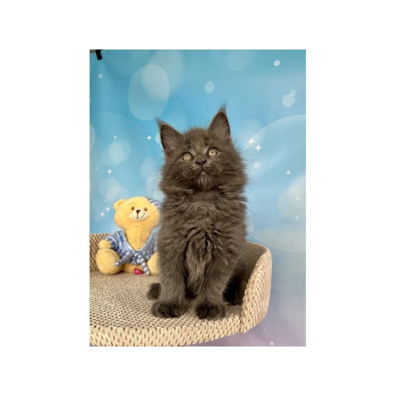 Maine Coon Alva Patrick