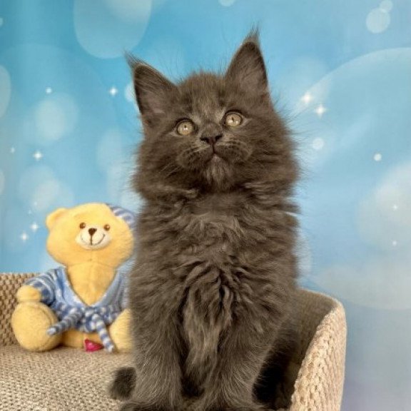 Maine Coon Alva Patrick