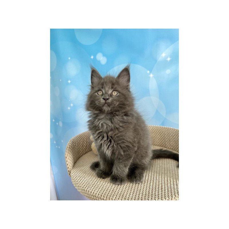 Maine Coon Alva Patrick