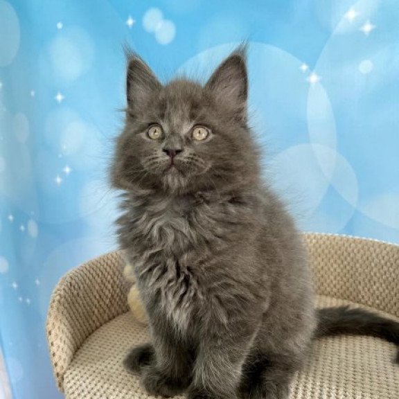Maine Coon Alva Patrick