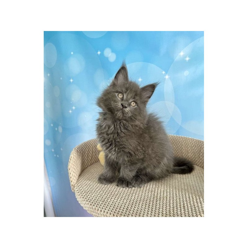 Maine Coon Alva Patrick