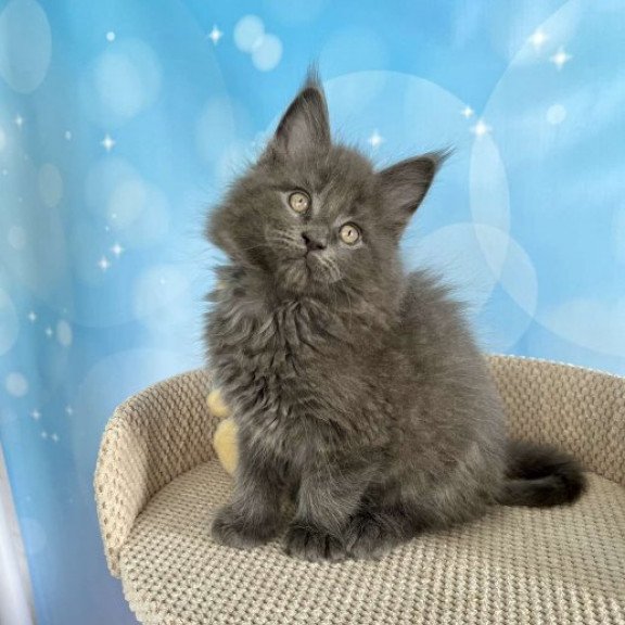 Maine Coon Alva Patrick