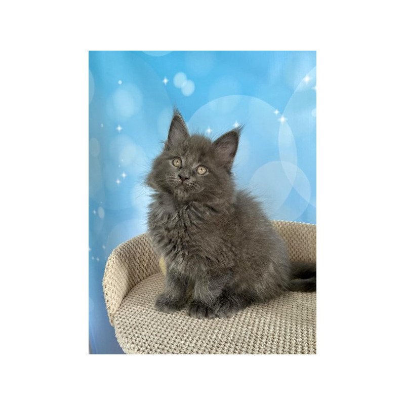 Maine Coon Alva Patrick