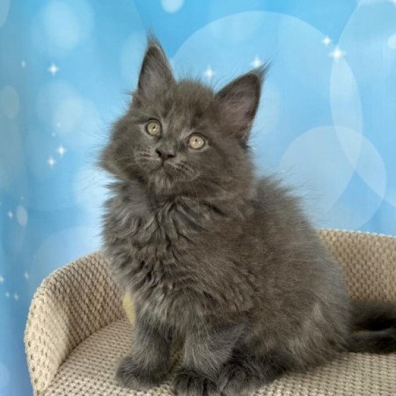 Maine Coon Alva Patrick