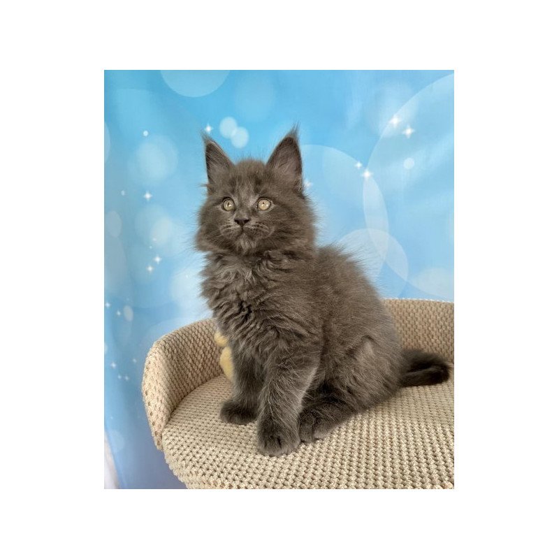 Maine Coon Alva Patrick