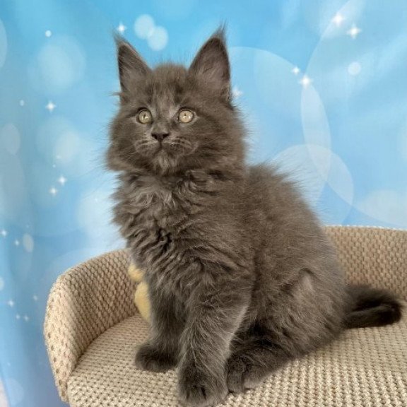 Maine Coon Alva Patrick