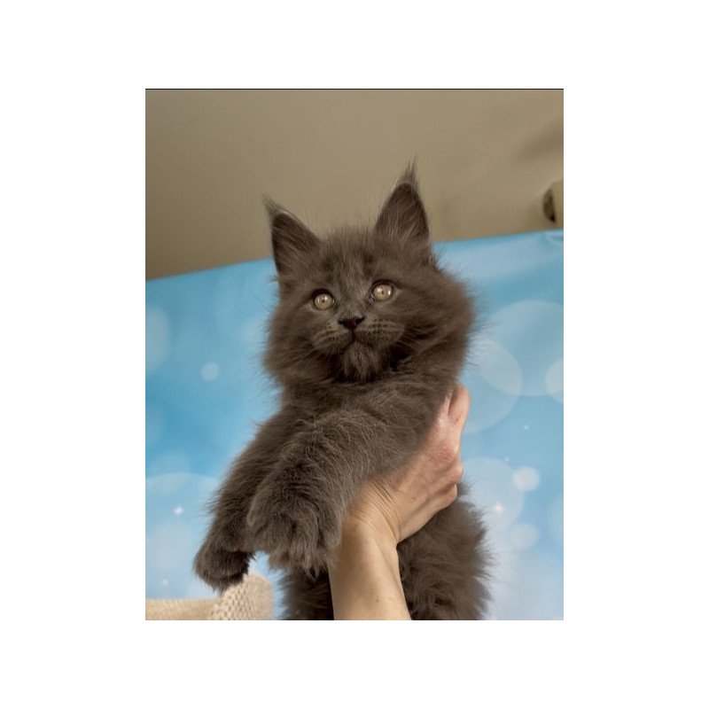 Maine Coon Alva Patrick