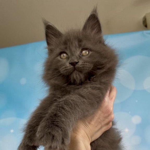 Maine Coon Alva Patrick