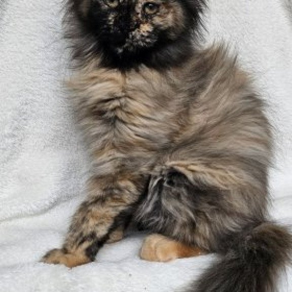 Maine Coon Alva Kleopatra