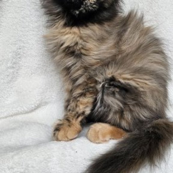 Maine Coon Alva Kleopatra