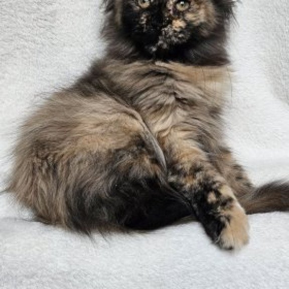 Maine Coon Alva Kleopatra