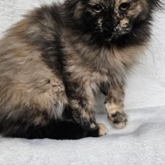 Maine Coon Alva Kleopatra