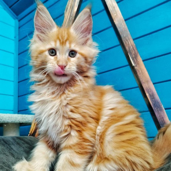 Maine Coon EZ Wall-e