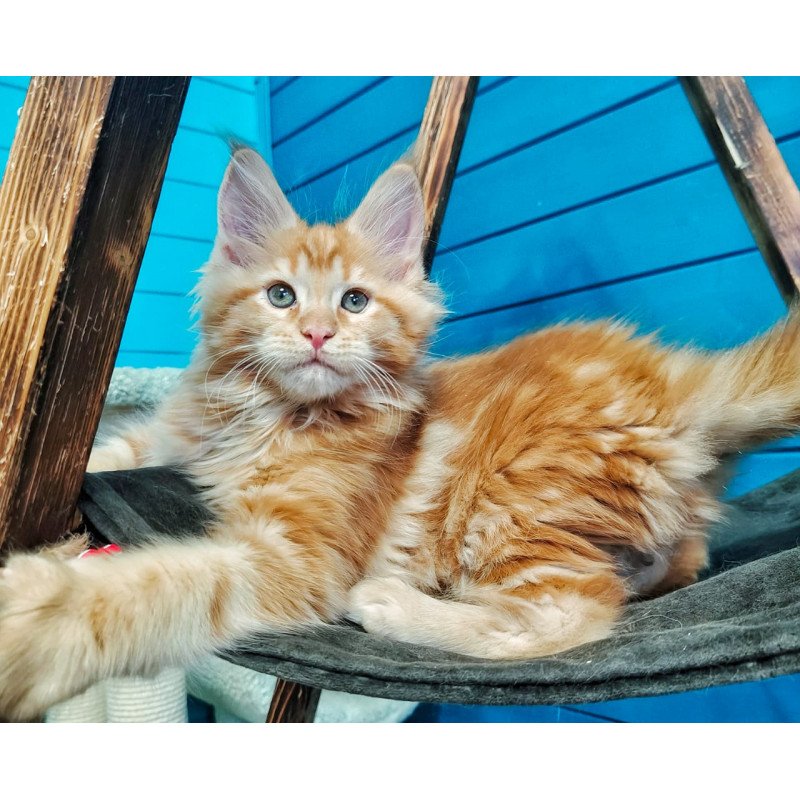 Maine Coon EZ Wall-e