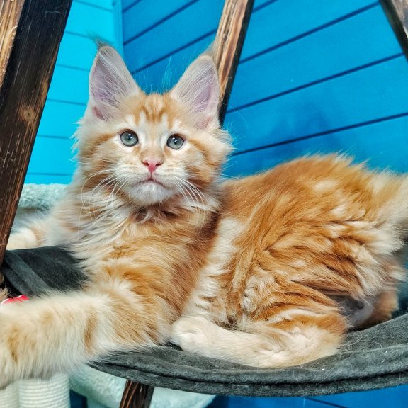 Maine Coon EZ Wall-e