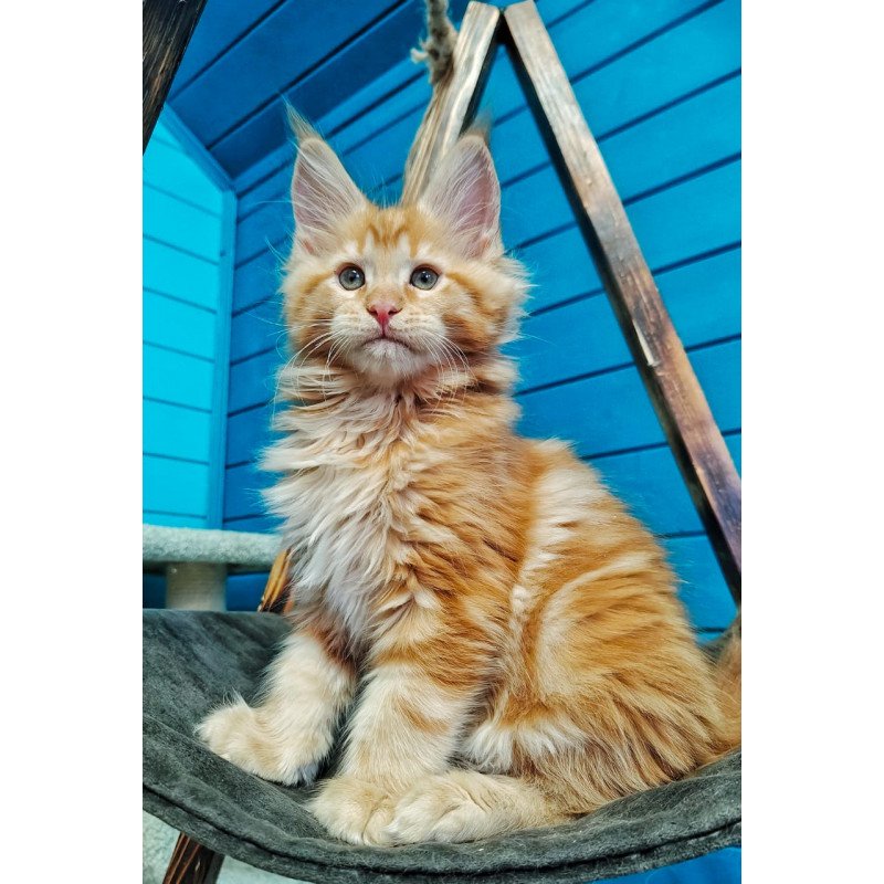 Maine Coon EZ Wall-e