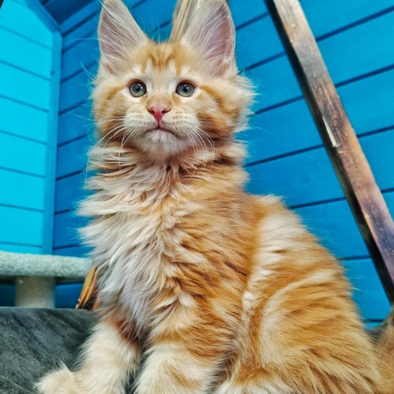 Maine Coon EZ Wall-e