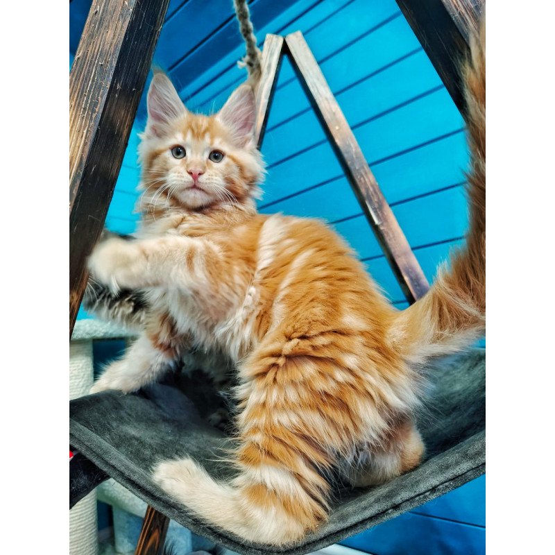 Maine Coon EZ Wall-e