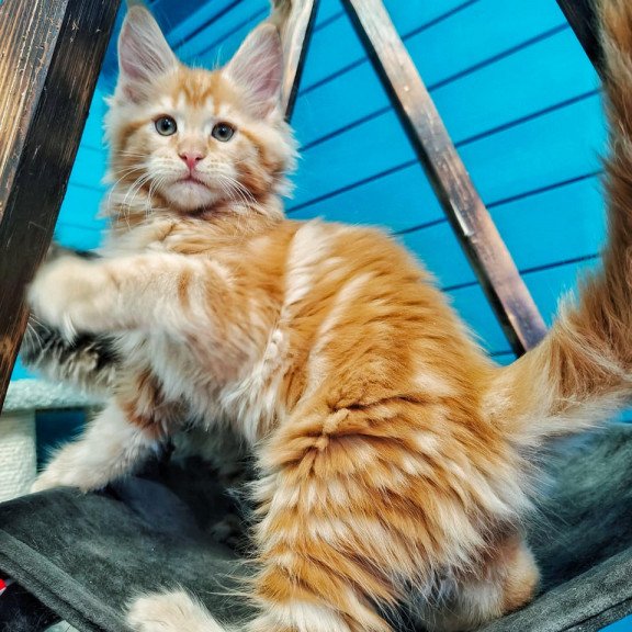 Maine Coon EZ Wall-e