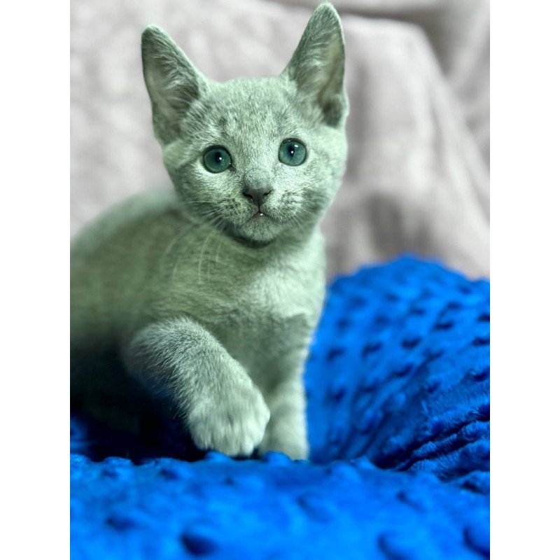 Russian Blue 1.13