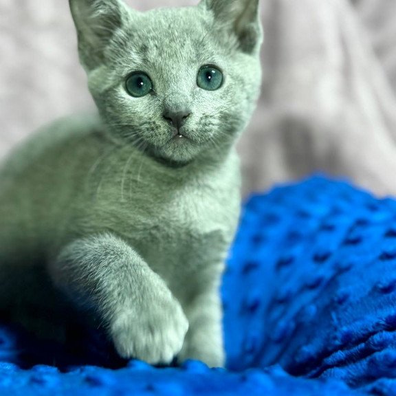 Russian Blue 1.13