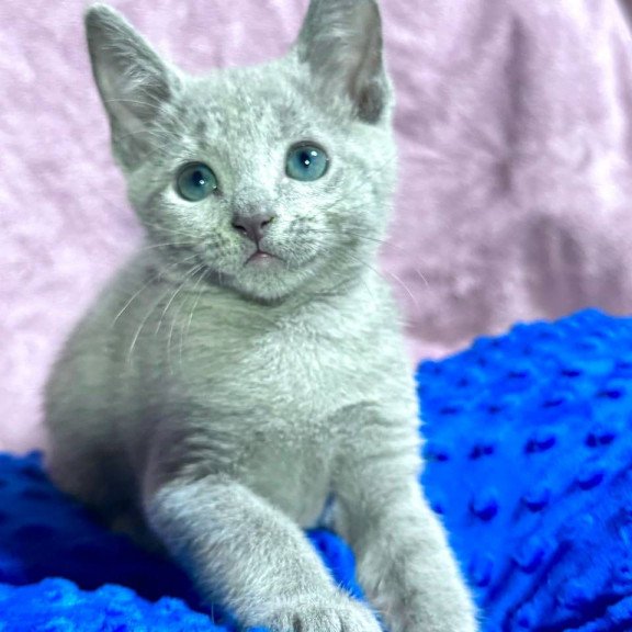 Russian Blue 1.13
