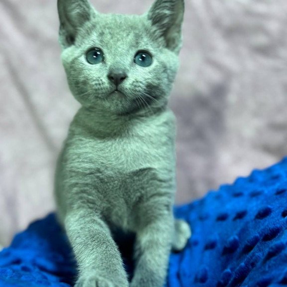 Russian Blue 1.13