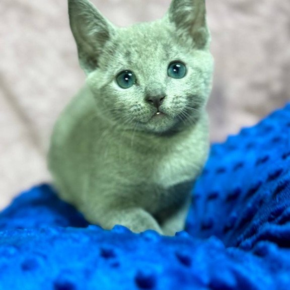Russian Blue 1.13