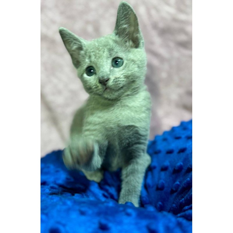 Russian Blue 1.13
