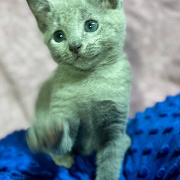 Russian Blue 1.13