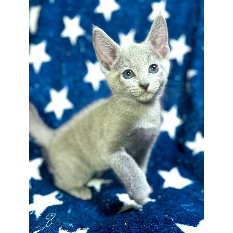 Russian Blue 1.13a