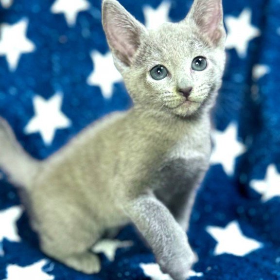 Russian Blue 1.13a