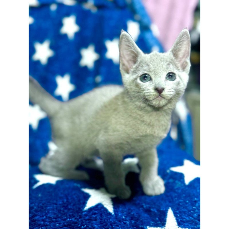 Russian Blue 1.13a