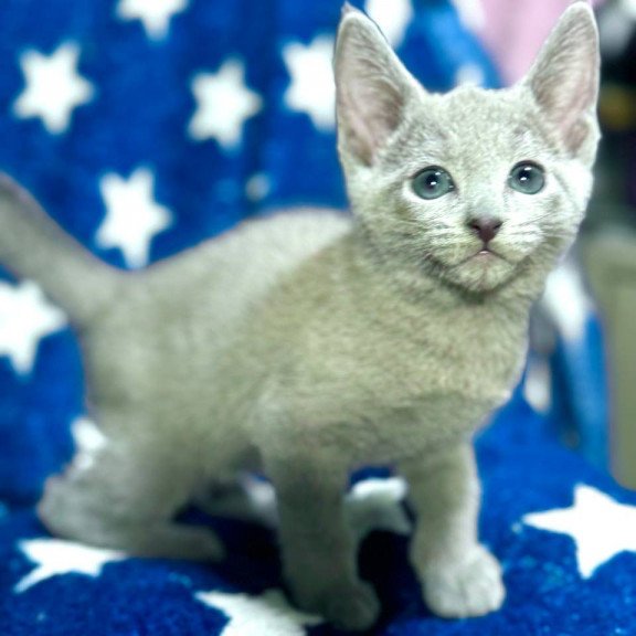 Russian Blue 1.13a