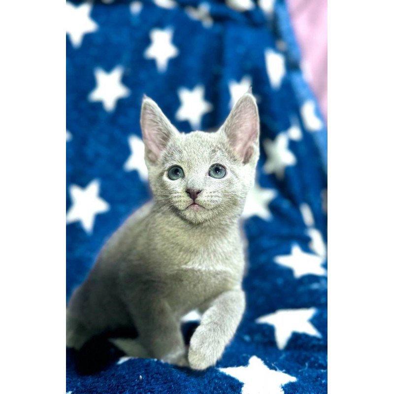 Russian Blue 1.13a