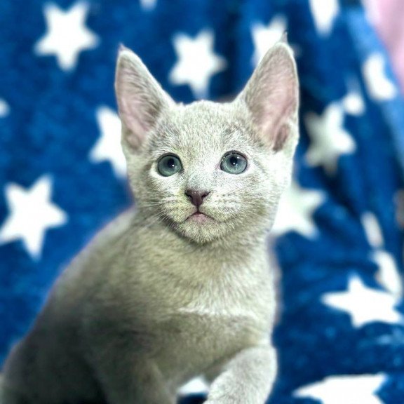 Russian Blue 1.13a