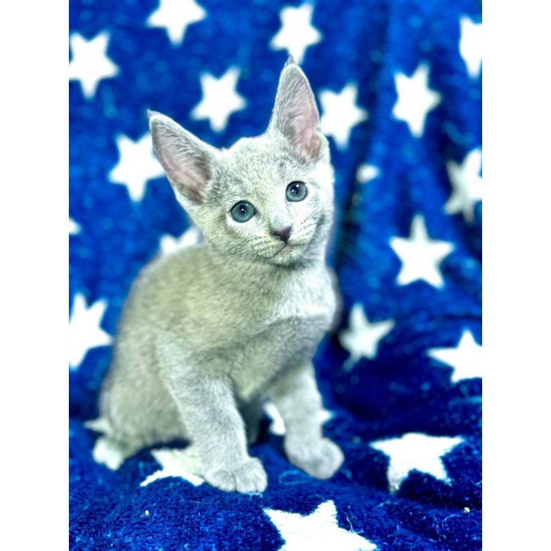Russian Blue 1.13a